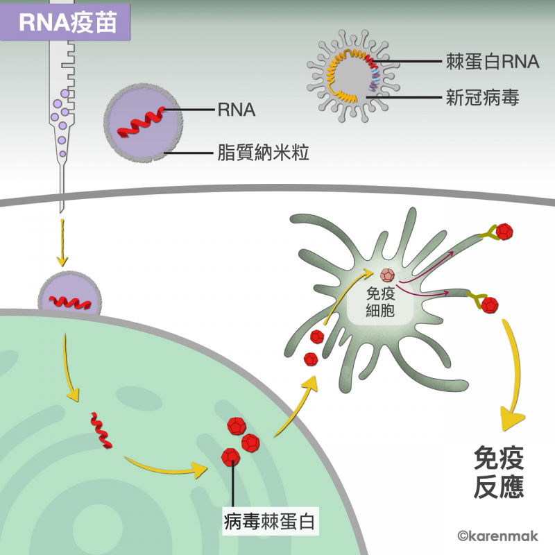 KM_mRNAvaccine