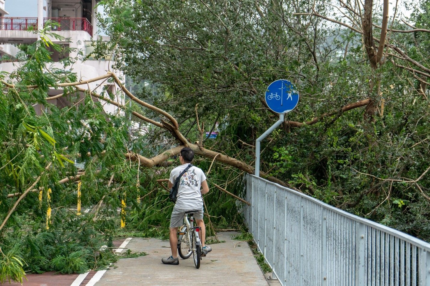 A man on a bike was blocked by fallen trees