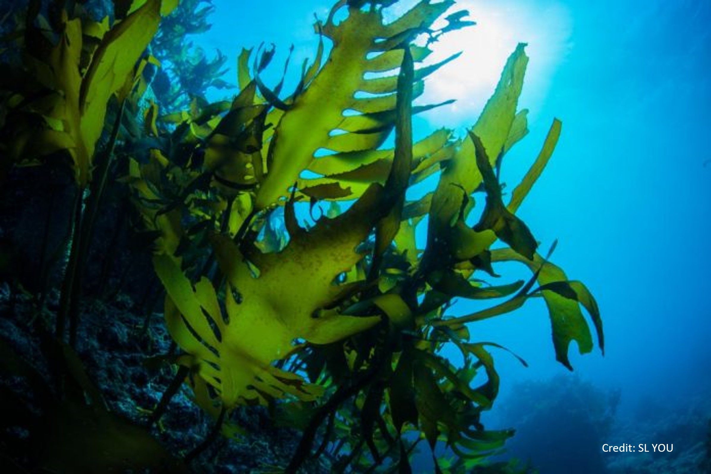 Seaweed under ocean