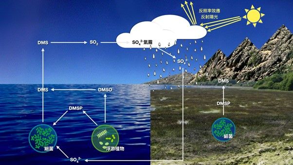 硫循環涉及細菌和浮游植物的生物途徑