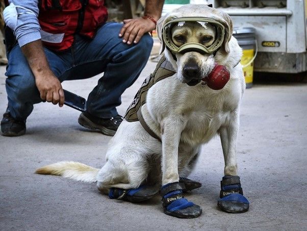 墨西哥著名搜救犬 Frida